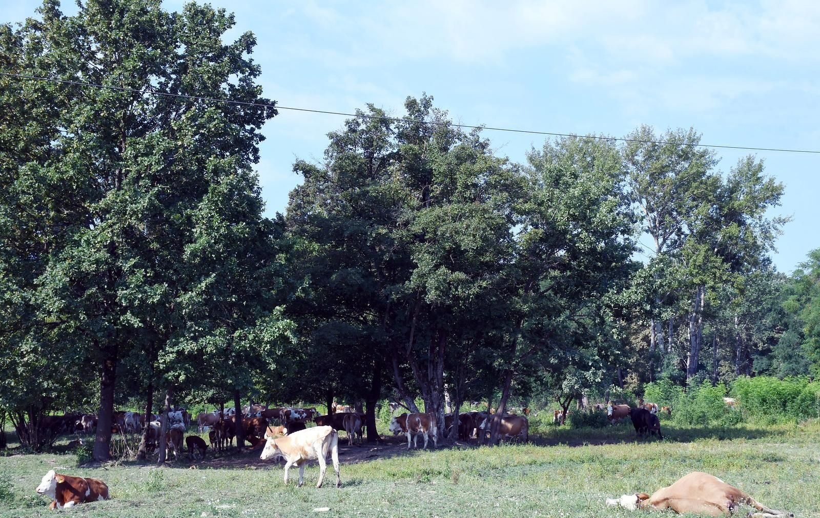 cattle