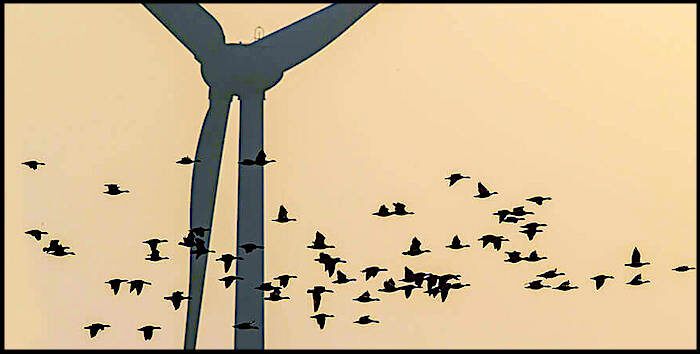 wind turbine