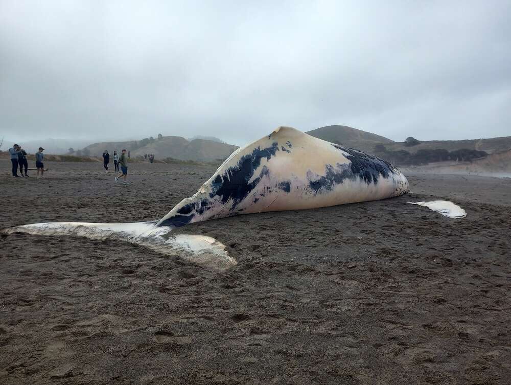 The humpback whale found washed up on