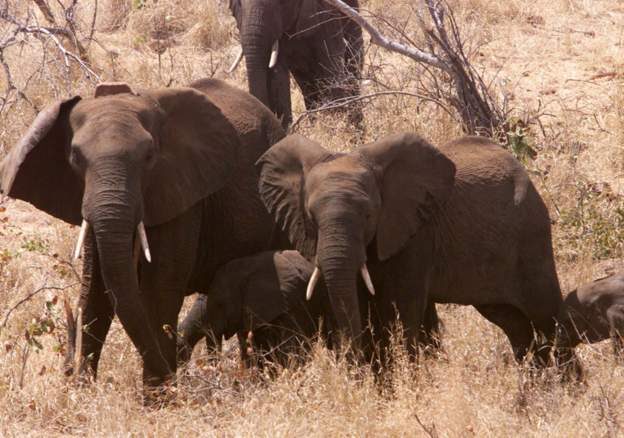 elephanys