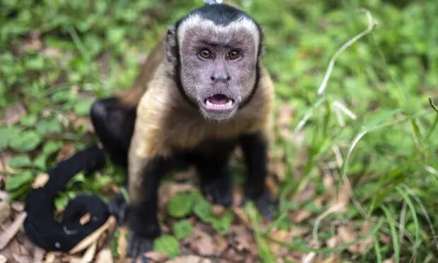 A domesticated monkey in a park in Tokyo. There have been about 40 monkey sightings in the Ogori district of Yamaguchi prefecture since May.