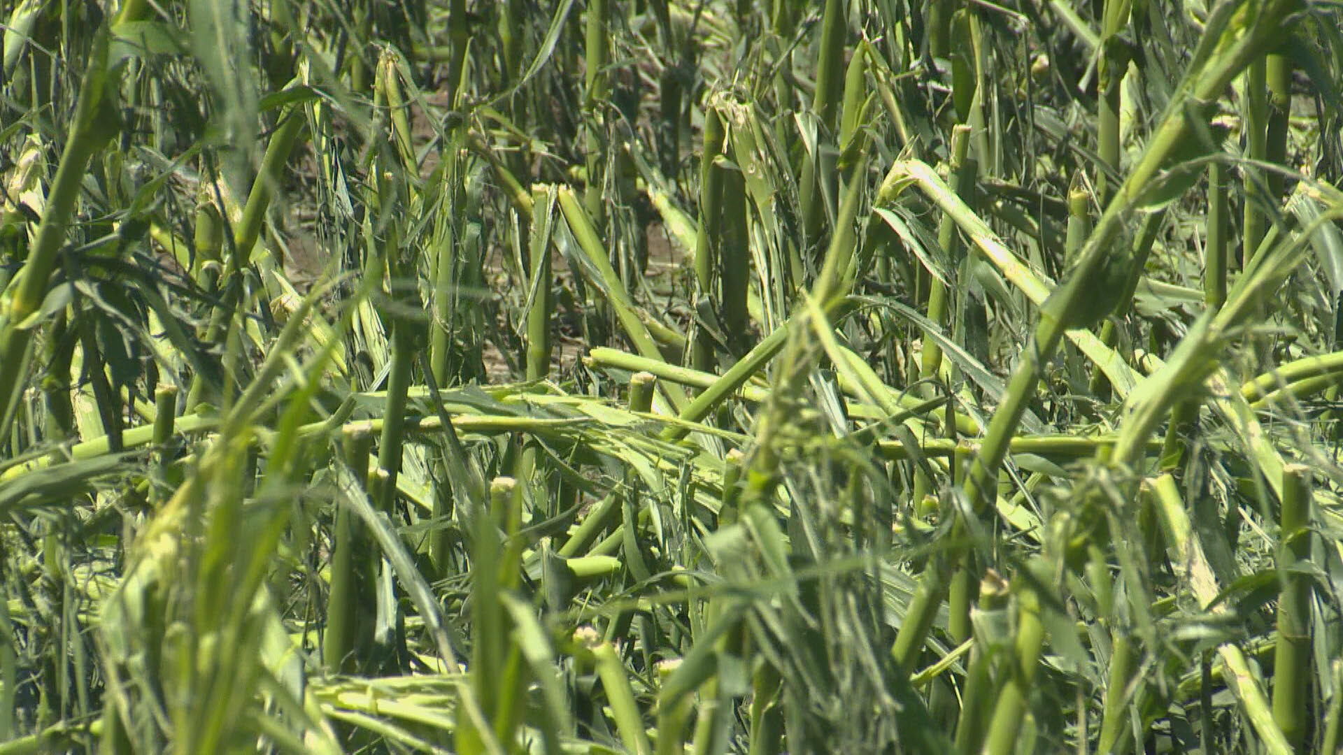 Corn crops were snapped in half after Monday's storm in southern Alberta.