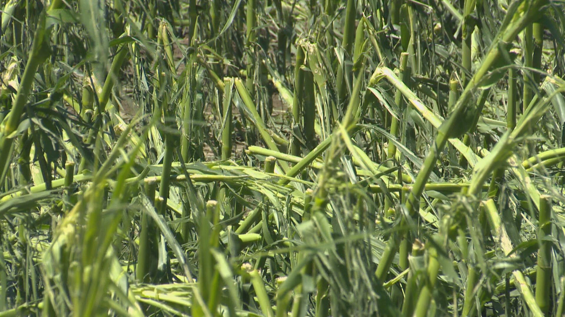 Corn crops were snapped in half after Monday's storm in southern Alberta.