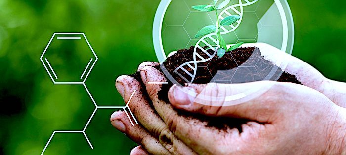 GMO seedling