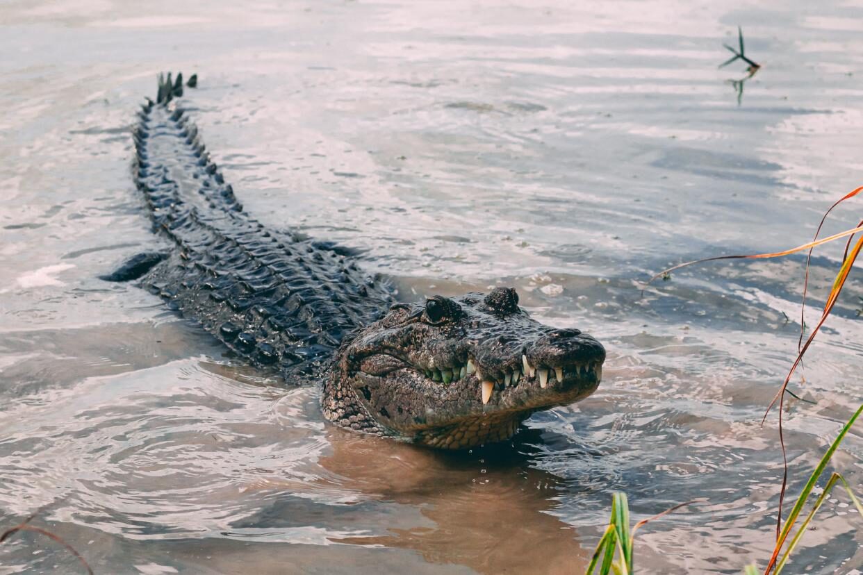 croc