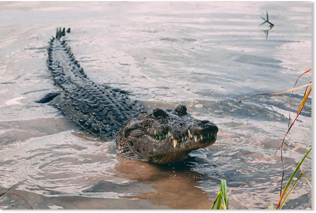 Workers find remains of man attacked by crocodiles in Puerto Vallarta, Mexico