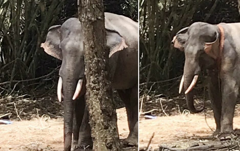 ELEPHANT