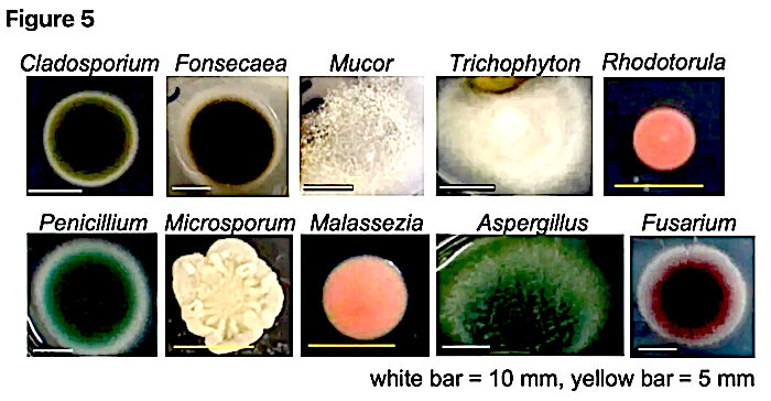 Click to enlarge Samples