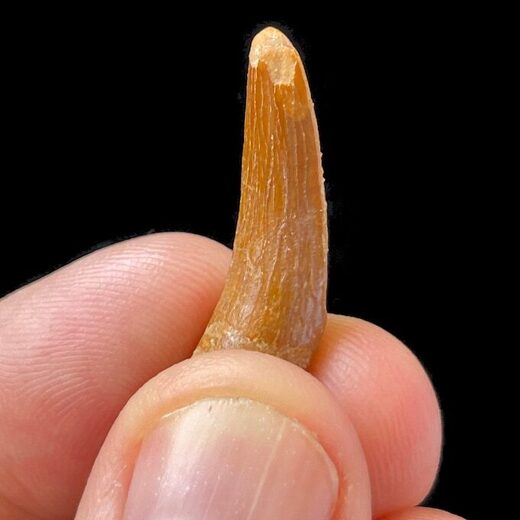 plesiosaur teeth