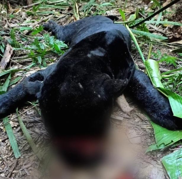 Click to enlarge The schoolboy's body was found less than 50 metres from this slaughtered jaguar