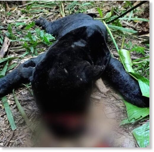 The schoolboy's body was found less than 50 metres from this slaughtered jaguar