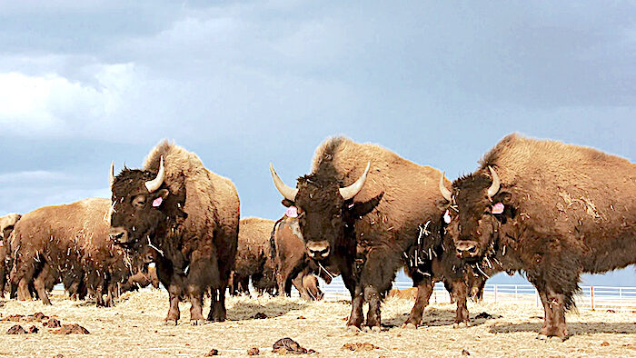 Click to enlarge bison