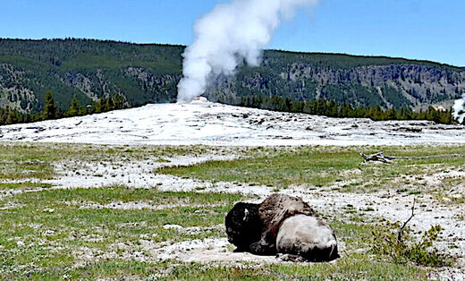 Click to enlarge Bison
