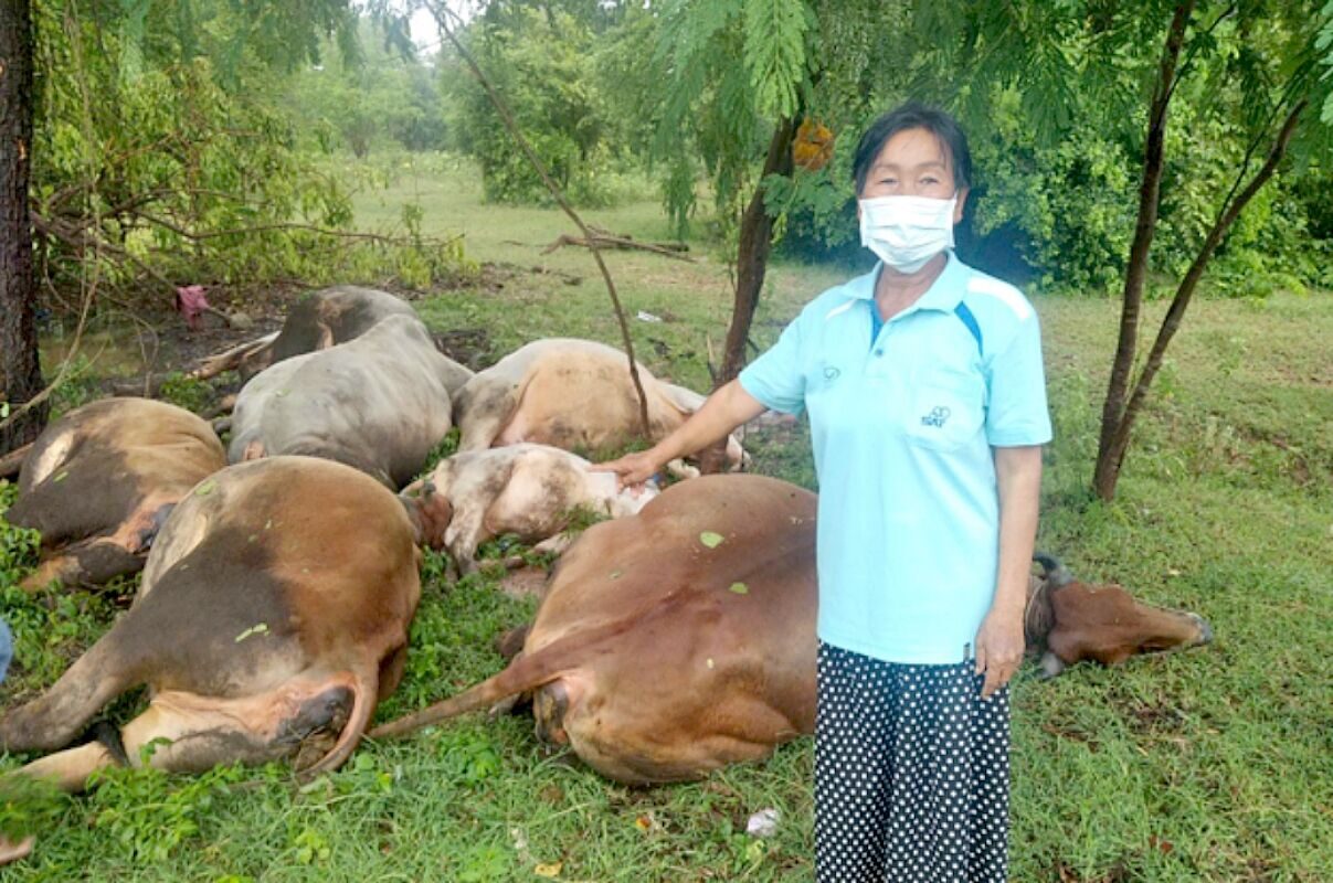 7 cows killed in a lightning strike.