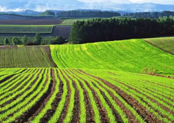 arable ukraine
