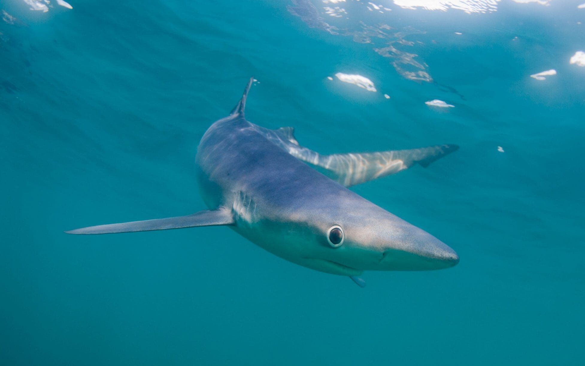 Click to enlarge shark