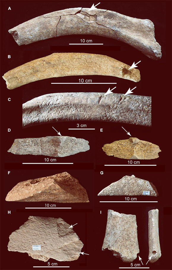 Click to enlarge mammoth