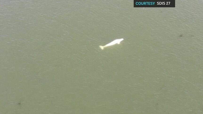 The beluga whale was first spotted in the River Seine on Tuesday, and has since become trapped in between two locks 40 miles from Paris