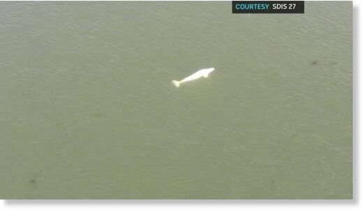 The beluga whale was first spotted in the River Seine on Tuesday, and has since become trapped in between two locks 40 miles from Paris