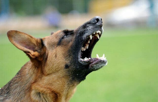 Federal data shows there were 5,665 dog attacks in the capital between January and July, 920 more incidents than in the same period of 2021.