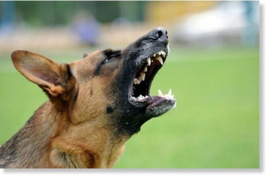 Click to enlarge Federal data shows there were 5,665 dog attacks in the capital between January and July, 920 more incidents than in the same period of 2021.