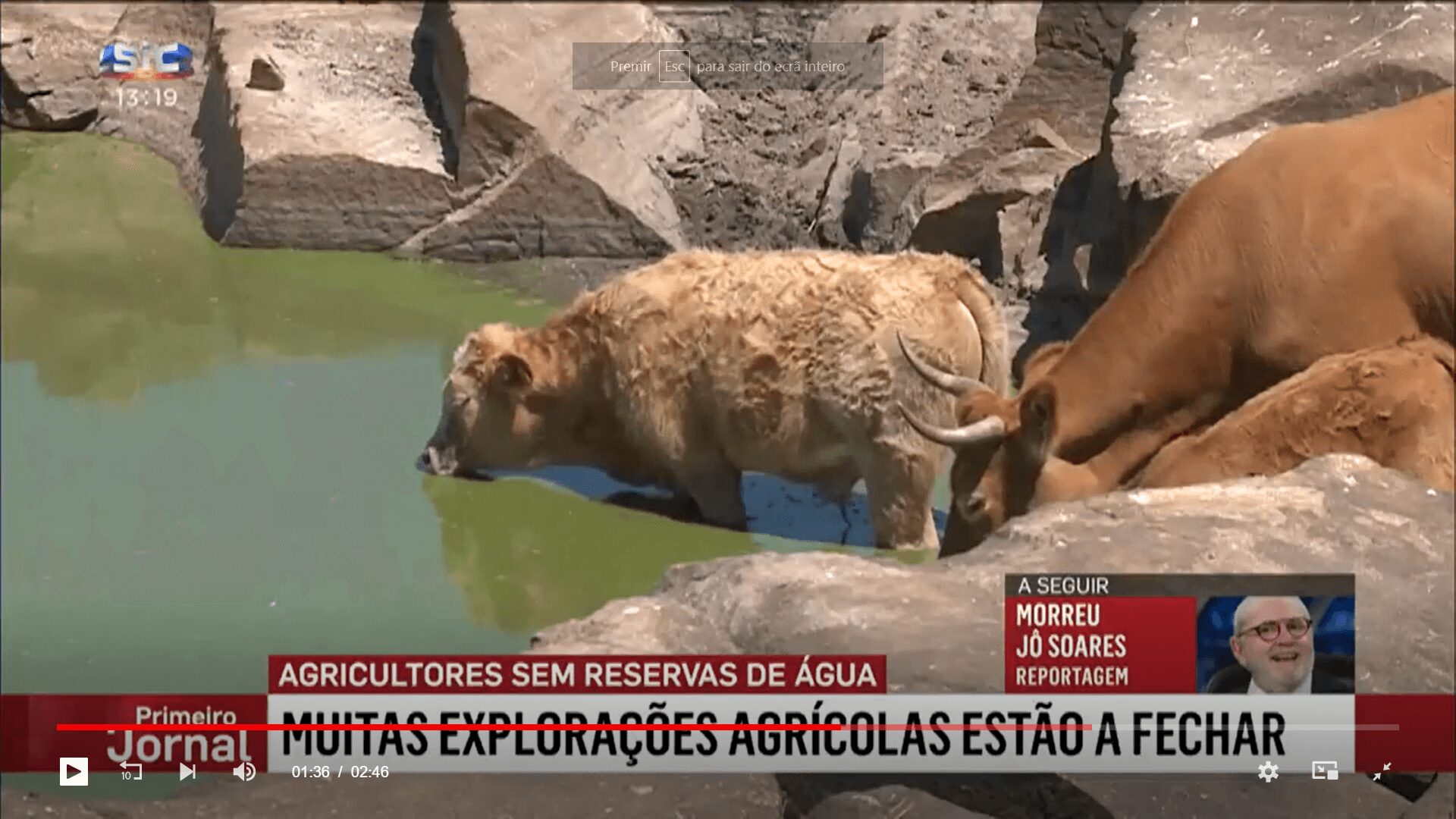 cow portugal