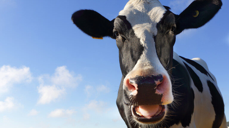 cow dairy