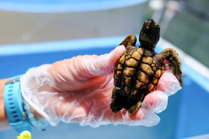 Loggerhead turtle