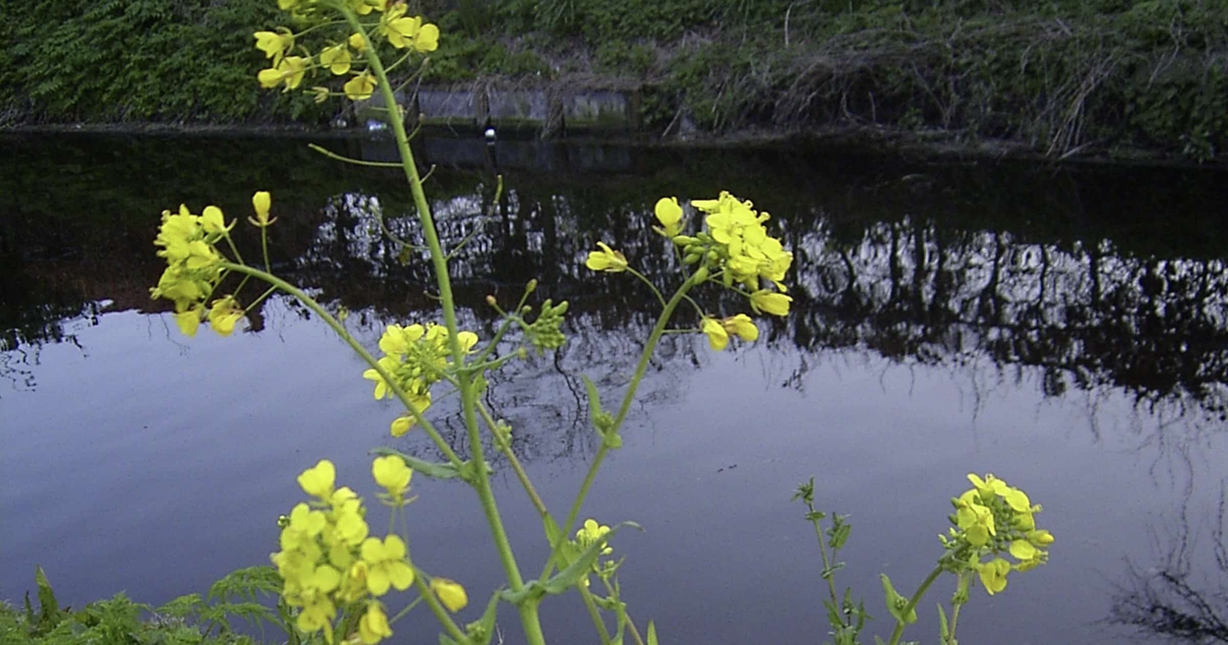 Brassica rapa plant