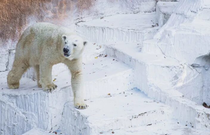 Polar bear