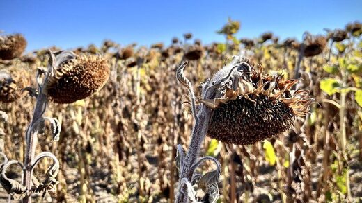 sunflowers dried