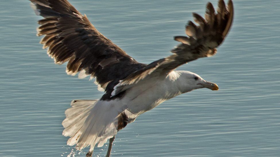 The kelp gull was spotted at Grafham Water in Cambridgeshire by a local birdwatcher