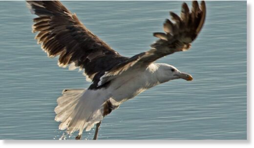 The kelp gull was spotted at Grafham Water in Cambridgeshire by a local birdwatcher