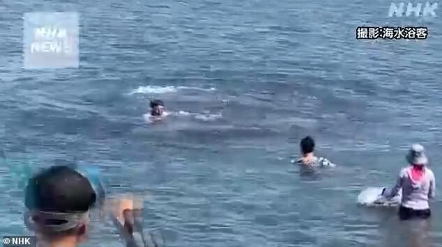 Click to enlarge The man was bitten on both arms and the back of his hand on Thursday morning. It is believed that the same dolphin is responsible for at least six previous attacks on the same beach