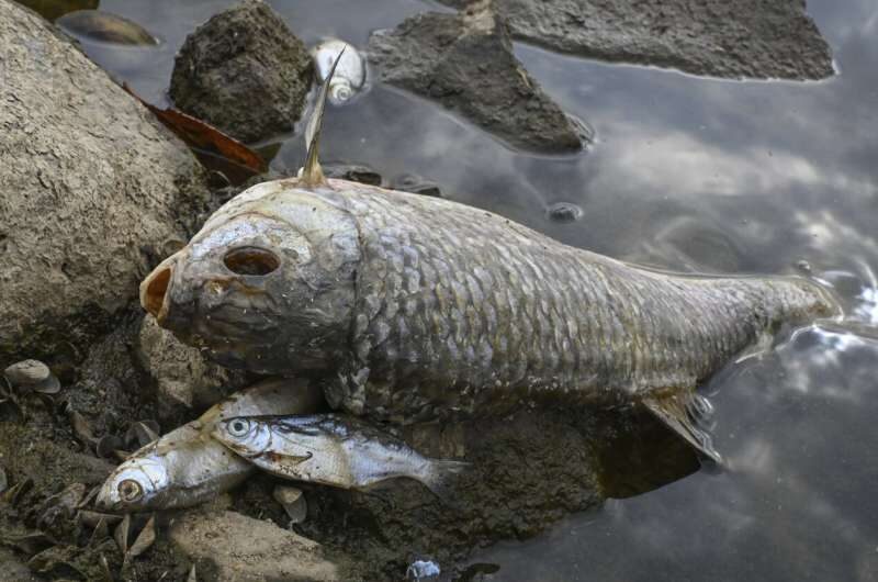 Click to enlarge Dead Fishes Oder River