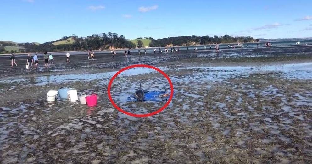 Buckets of water nearby a dolphin stranded at low tide.