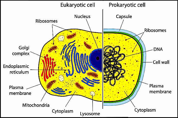 Eukaryotic/Prokaryotic cells