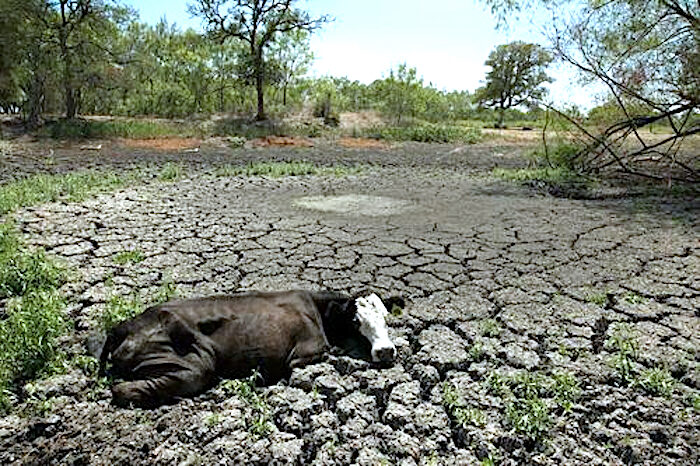 Click to enlarge Cattle drought