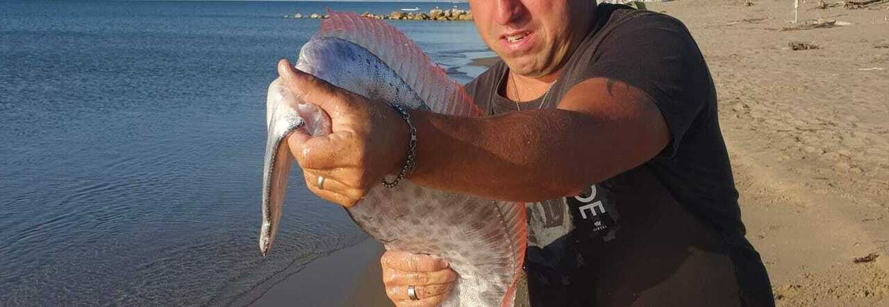 Click to enlarge OARFISH
