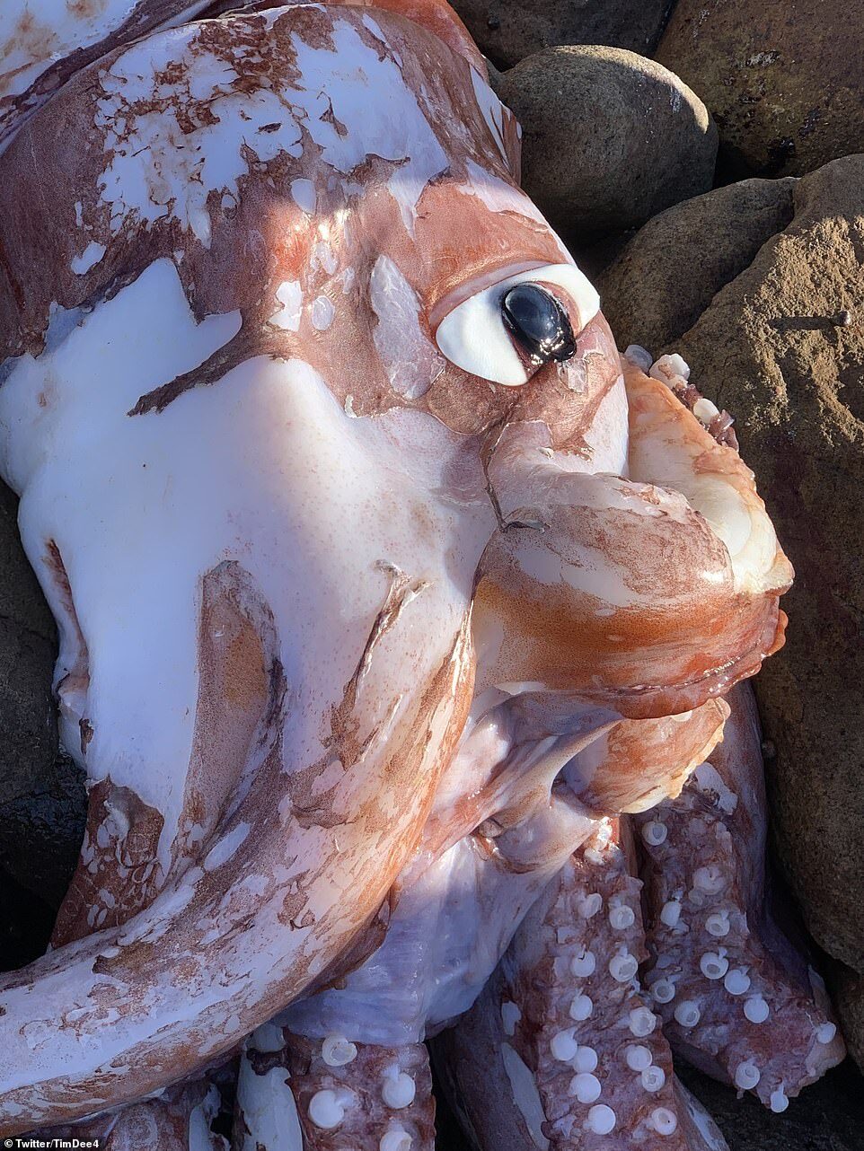 Click to enlarge Twitter user Tim Dee, who found the strange-looking sea creature (above) on Scarborough Beach on Tuesday, shared photos and videos online that show the colorful squid's gigantic eye