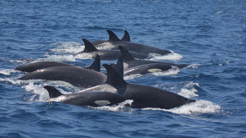 Click to enlarge Orca Pod