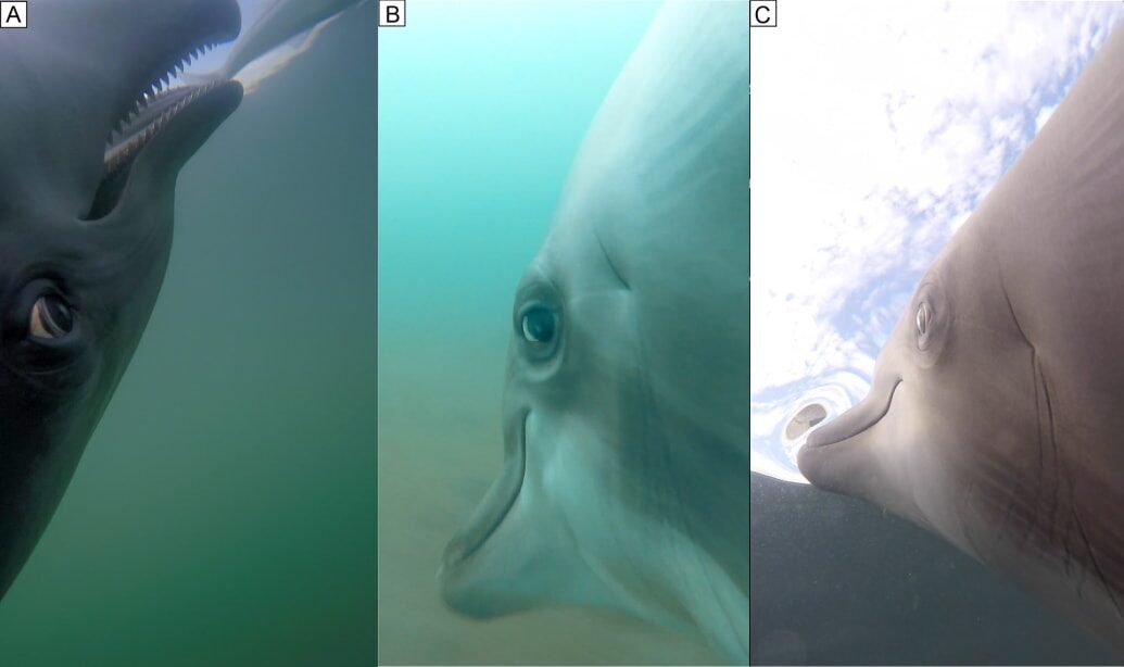 Dolphin navy