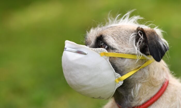 dog mask