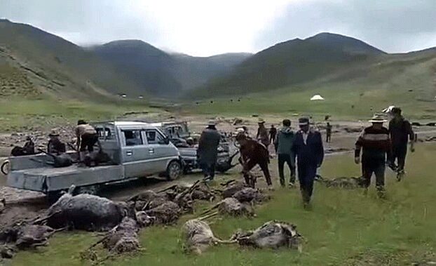 Click to enlarge Tibetans collect the carcasses of livestock killed during flooding from hailstorms and torrential rain in Mangra country, Tsolho Tibetan Autonomous Prefecture, western China's Qinghai province, Aug. 21, 2022.