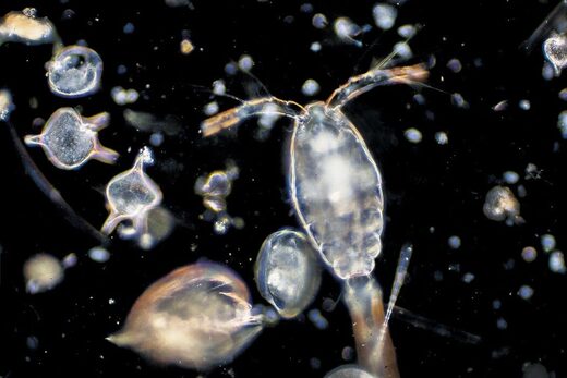 Click to enlarge plankton