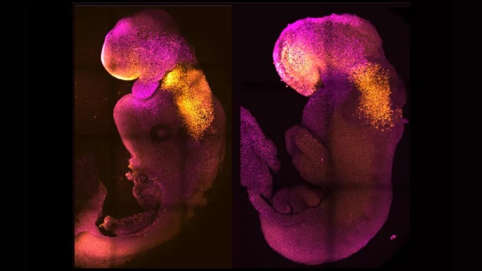 Mouse Embryos
