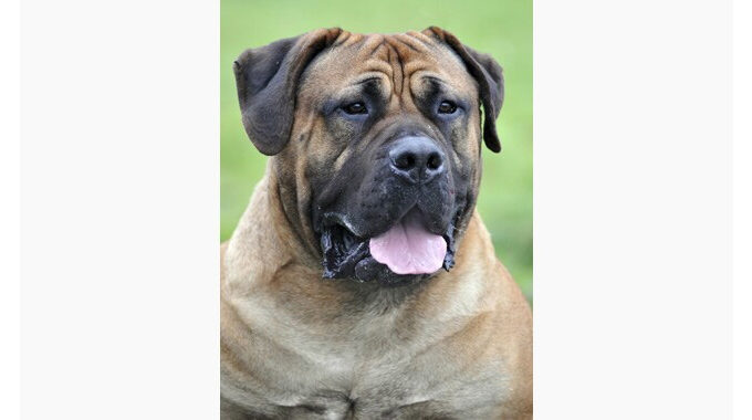 Click to enlarge Boerboel dog