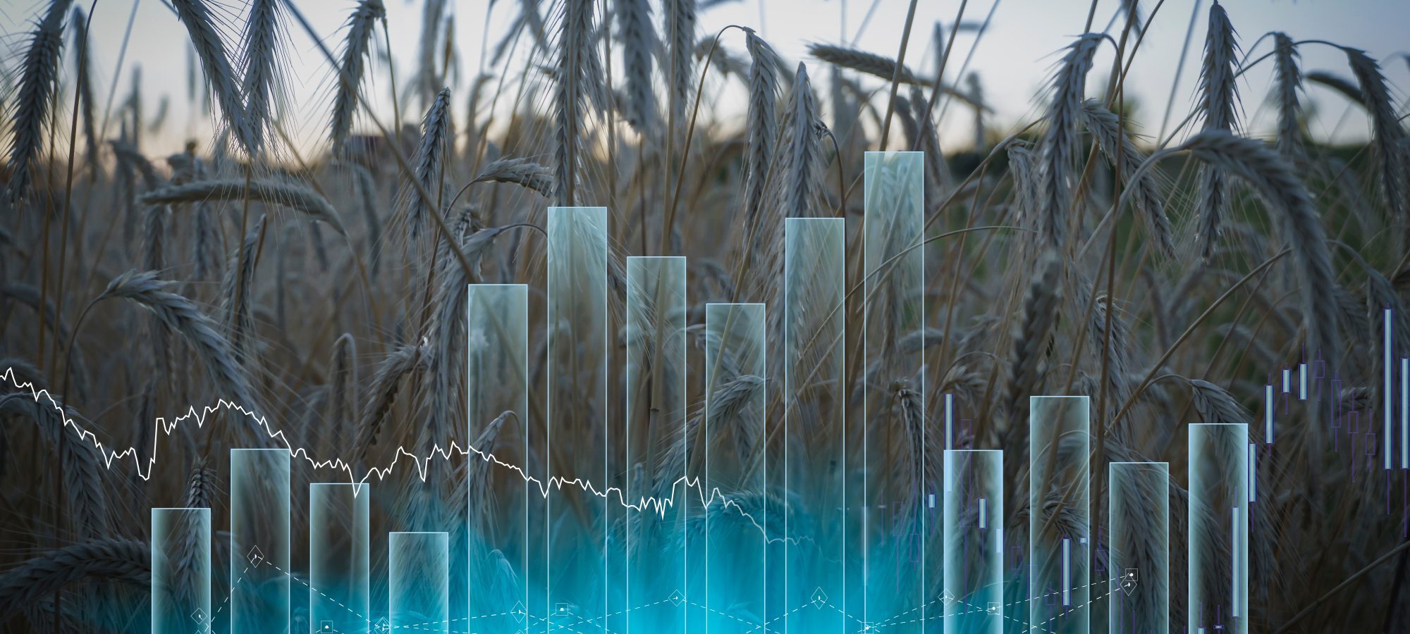 wheat crisis