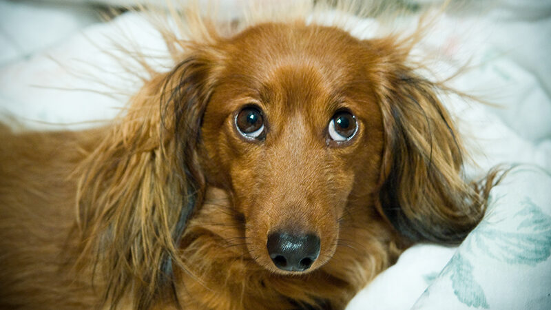 cute doggie