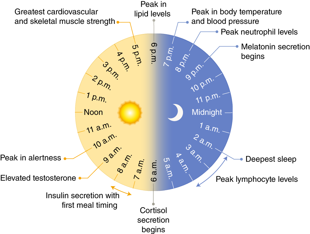 circadian rhythm